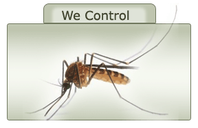 Mosquito Control Bangalore