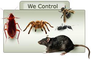Pest Control Bangalore